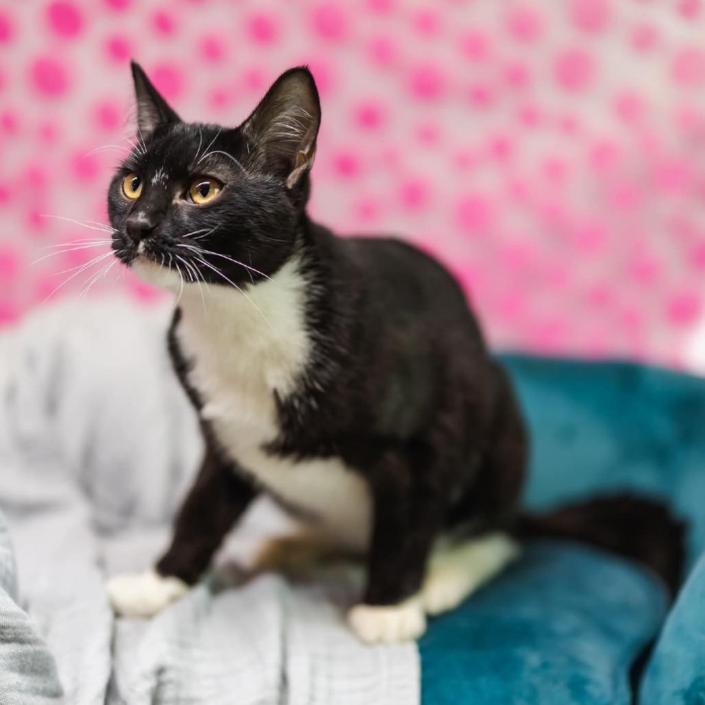 Coal-C, Adoptable, Adult Male Domestic Short Hair.