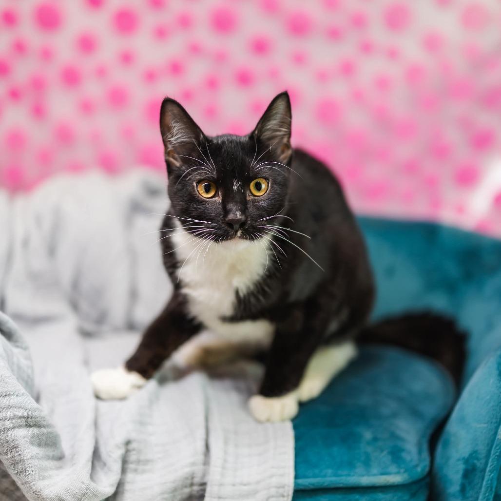 Enlarge Coal-C, a Adoptable Domestic Short Hair in East Saint Louis, IL image 2/4