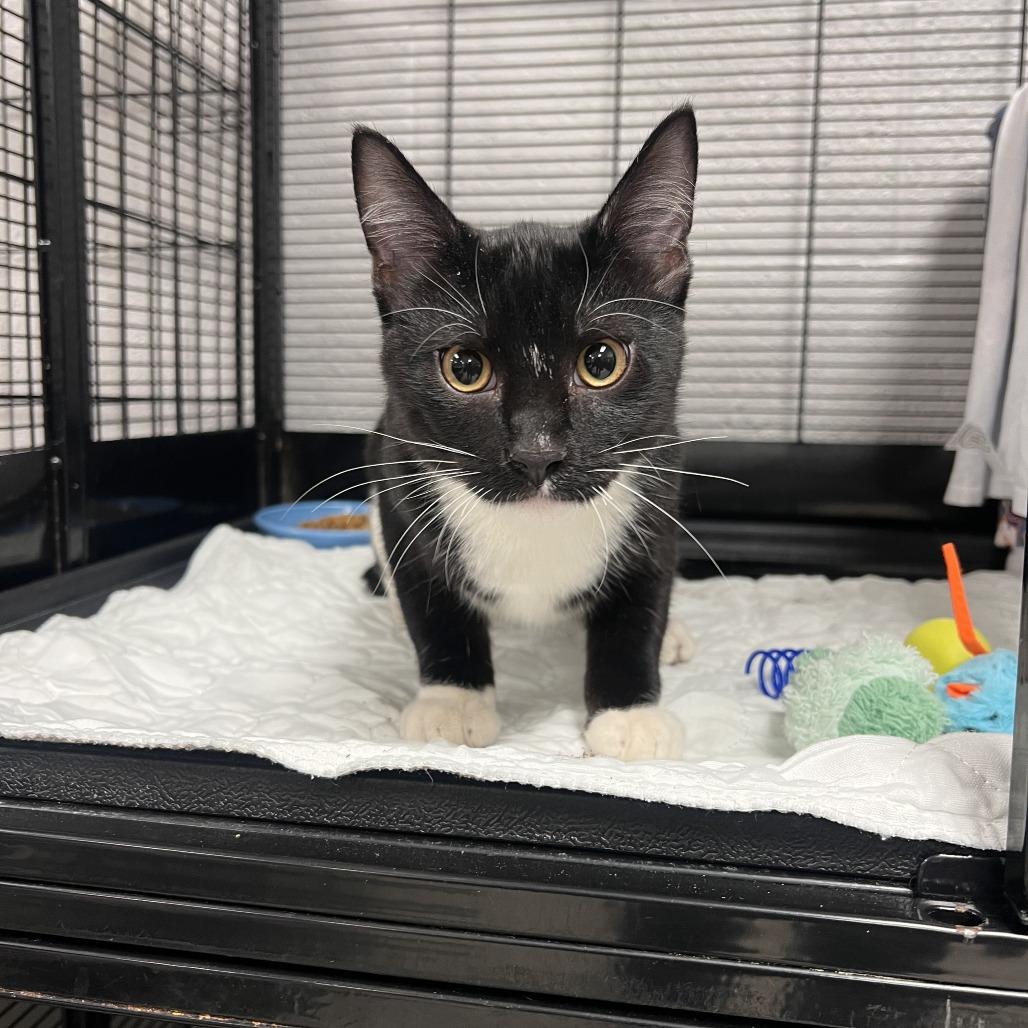 Enlarge Coal-C, a Adoptable Domestic Short Hair in East Saint Louis, IL image 4/4