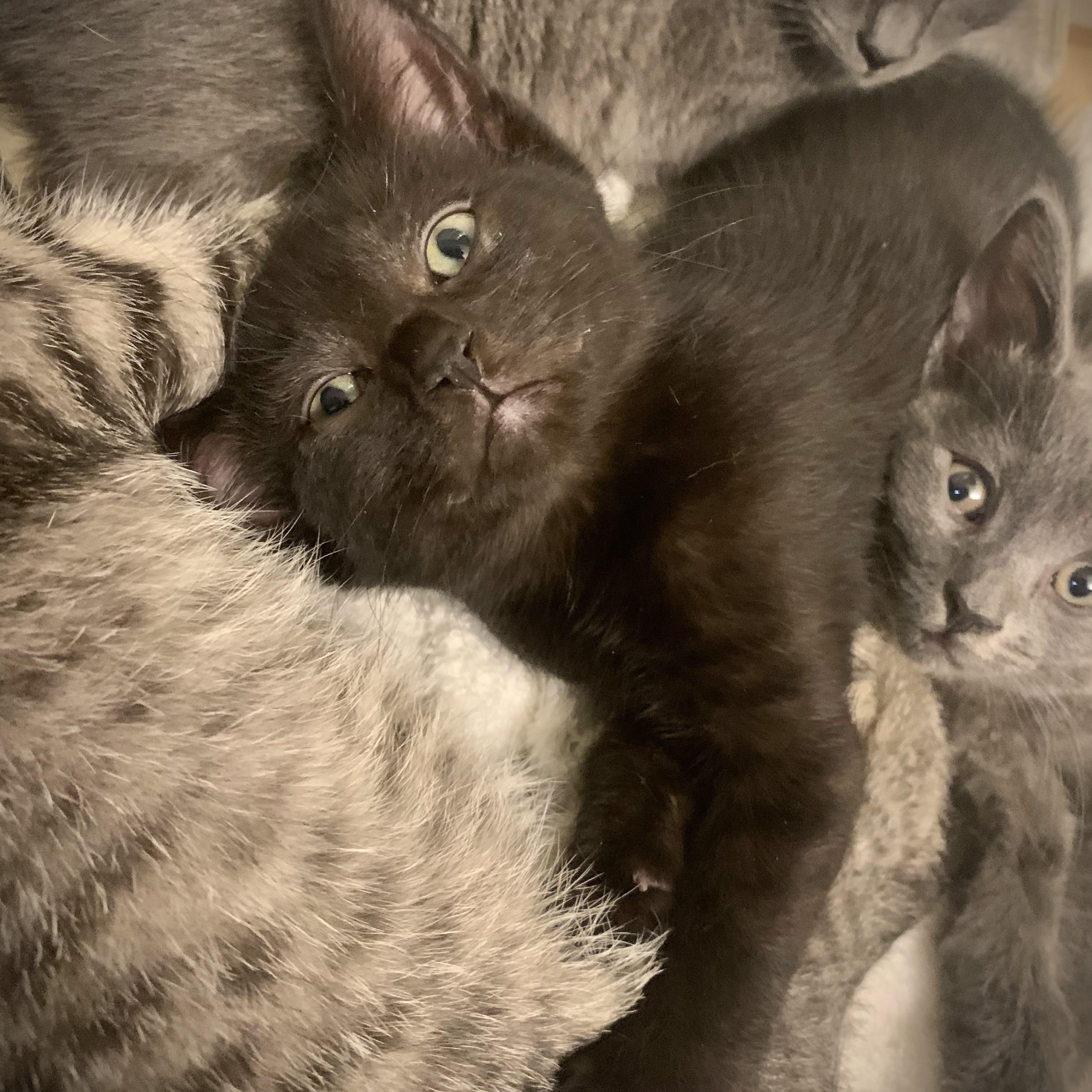 Allie, Baby Female Domestic Short Hair