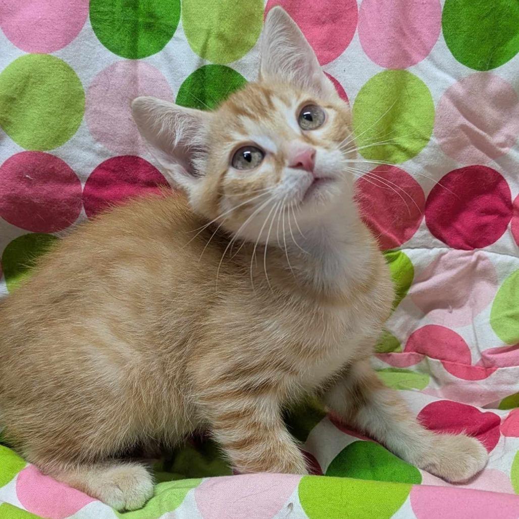 Haidyn Jamison Reeves, Young Male Domestic Short Hair
