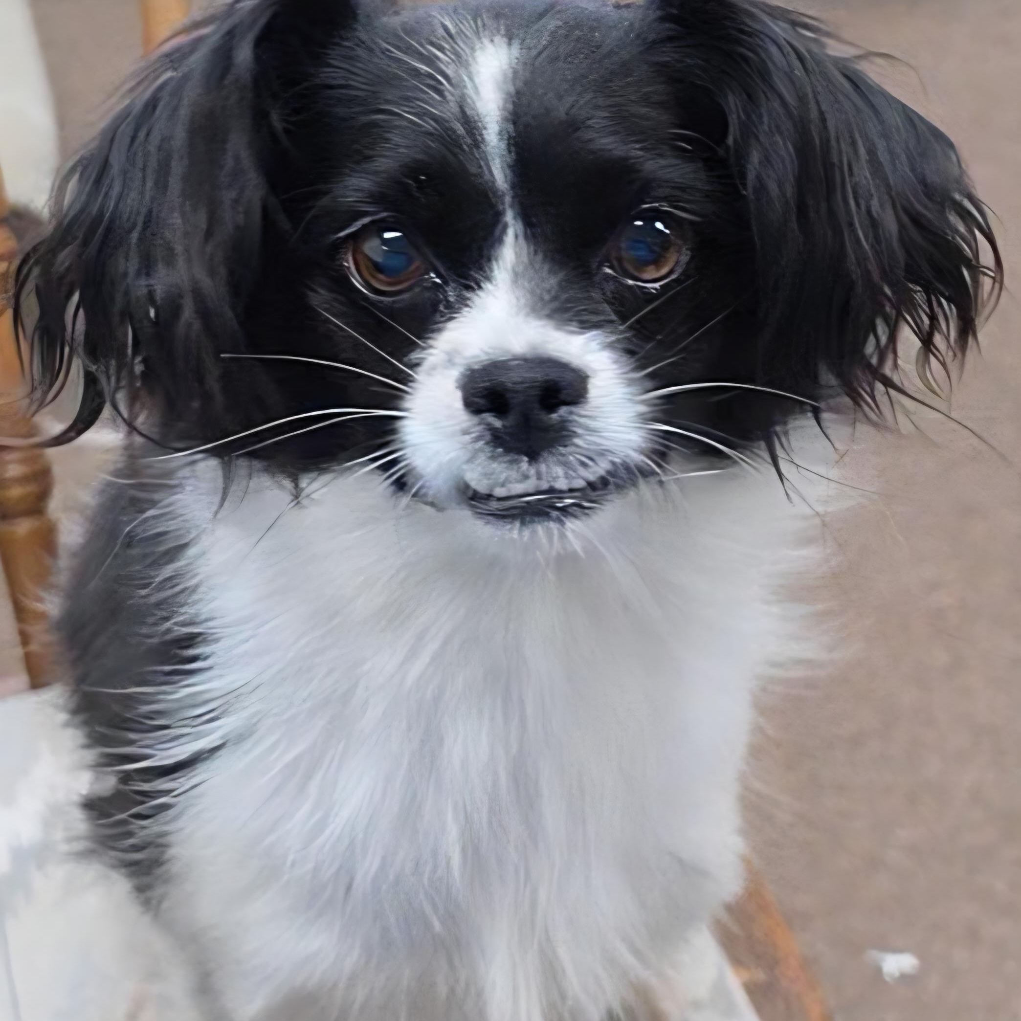 Enlarge Minion, a Adoptable mixed breed in LaGrange, IN image 4/6