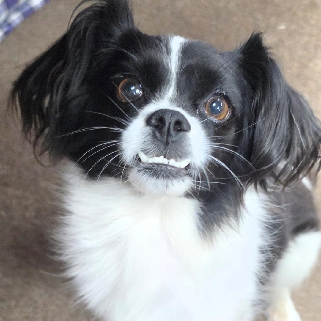 Minion, Adoptable, Adult Female Pomeranian & Shih Tzu.