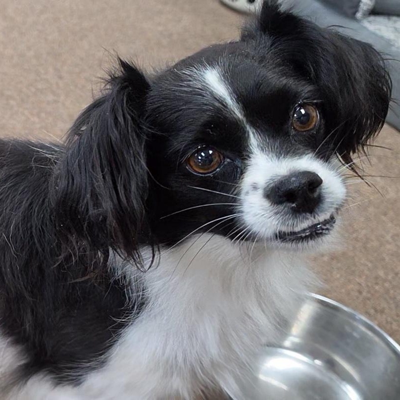 Enlarge Minion, a Adoptable mixed breed in LaGrange, IN image 5/6