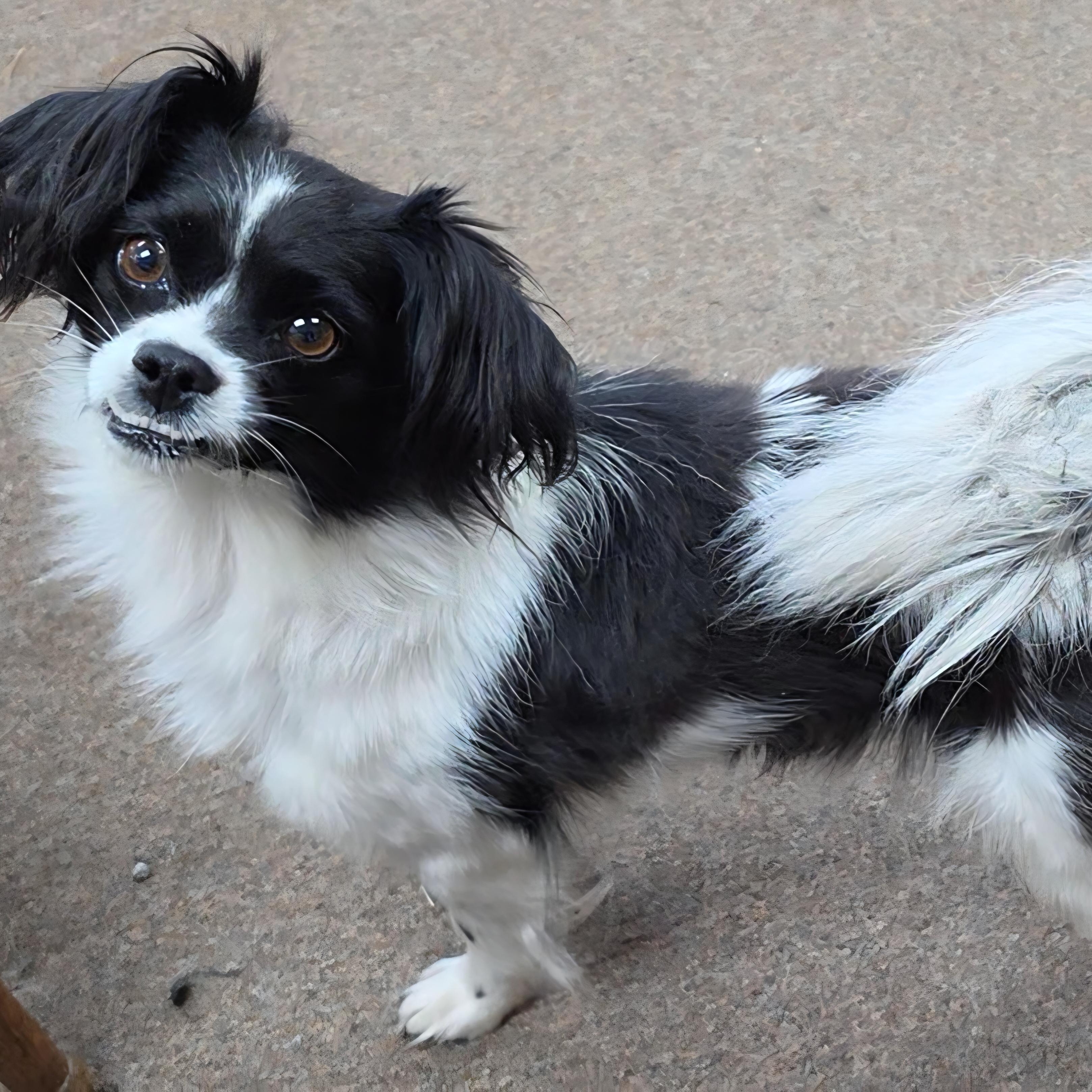 Enlarge Minion, a Adoptable mixed breed in LaGrange, IN image 3/6