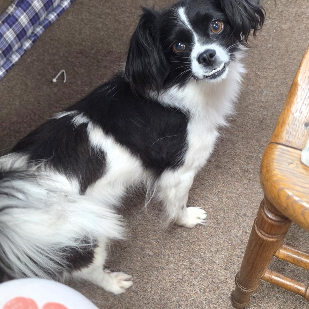 Enlarge Minion, a Adoptable mixed breed in LaGrange, IN image 2/6