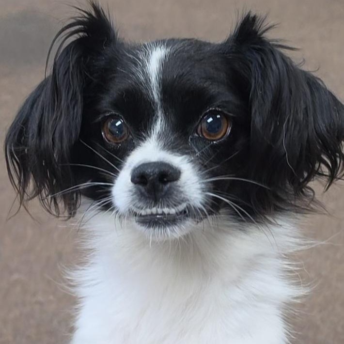 Enlarge Minion, a Adoptable mixed breed in LaGrange, IN image 6/6