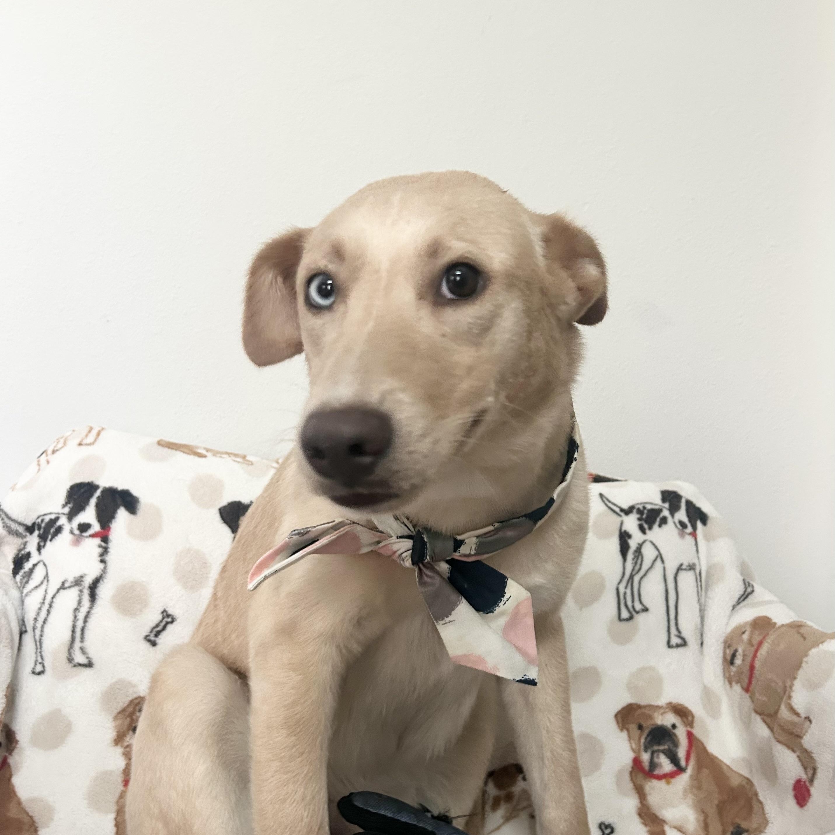 Enlarge Sunny, a Adoptable mixed breed in Bellingham, WA image 2/6