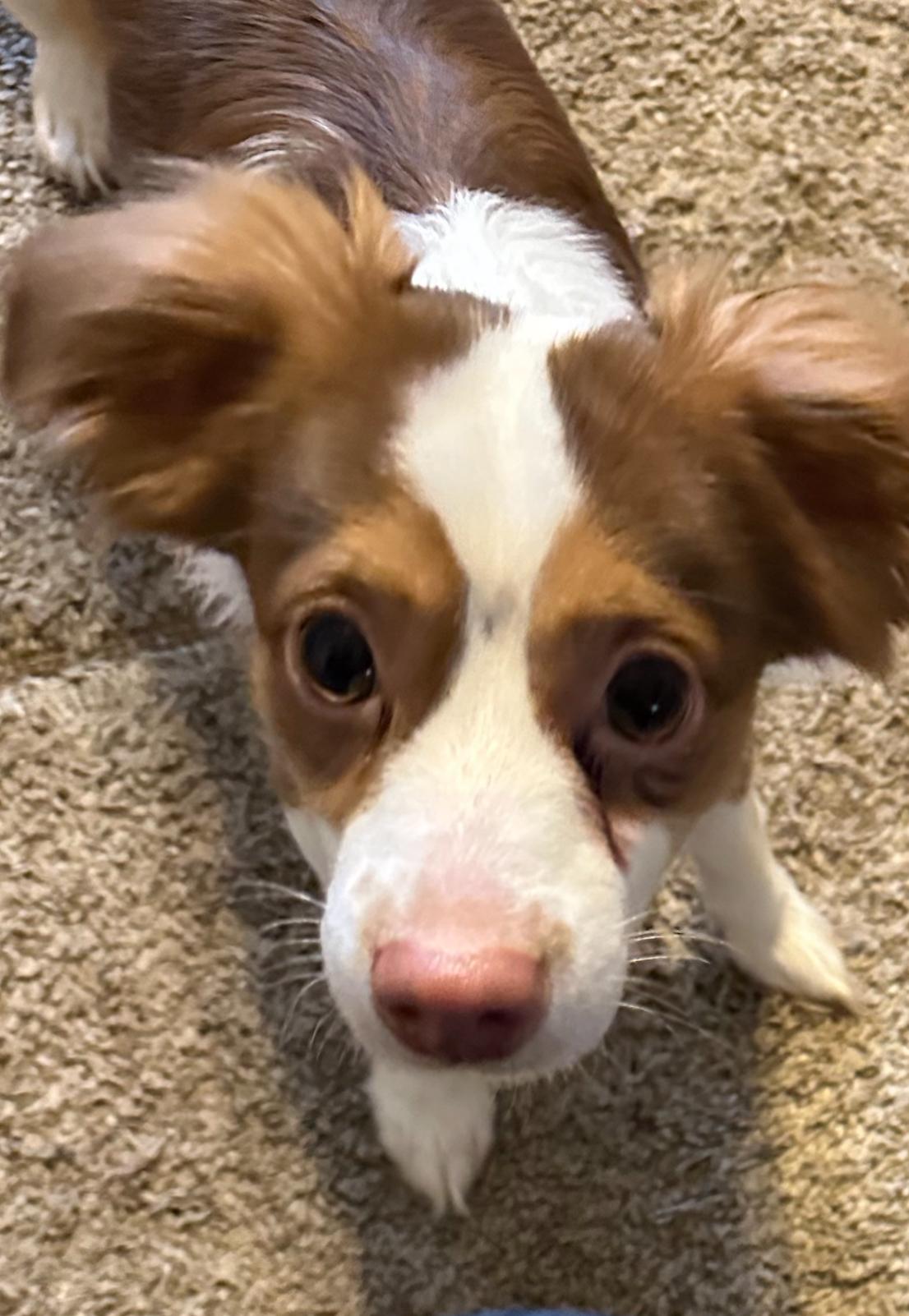 Bruno, Adoptable, Young Male Chiweenie.