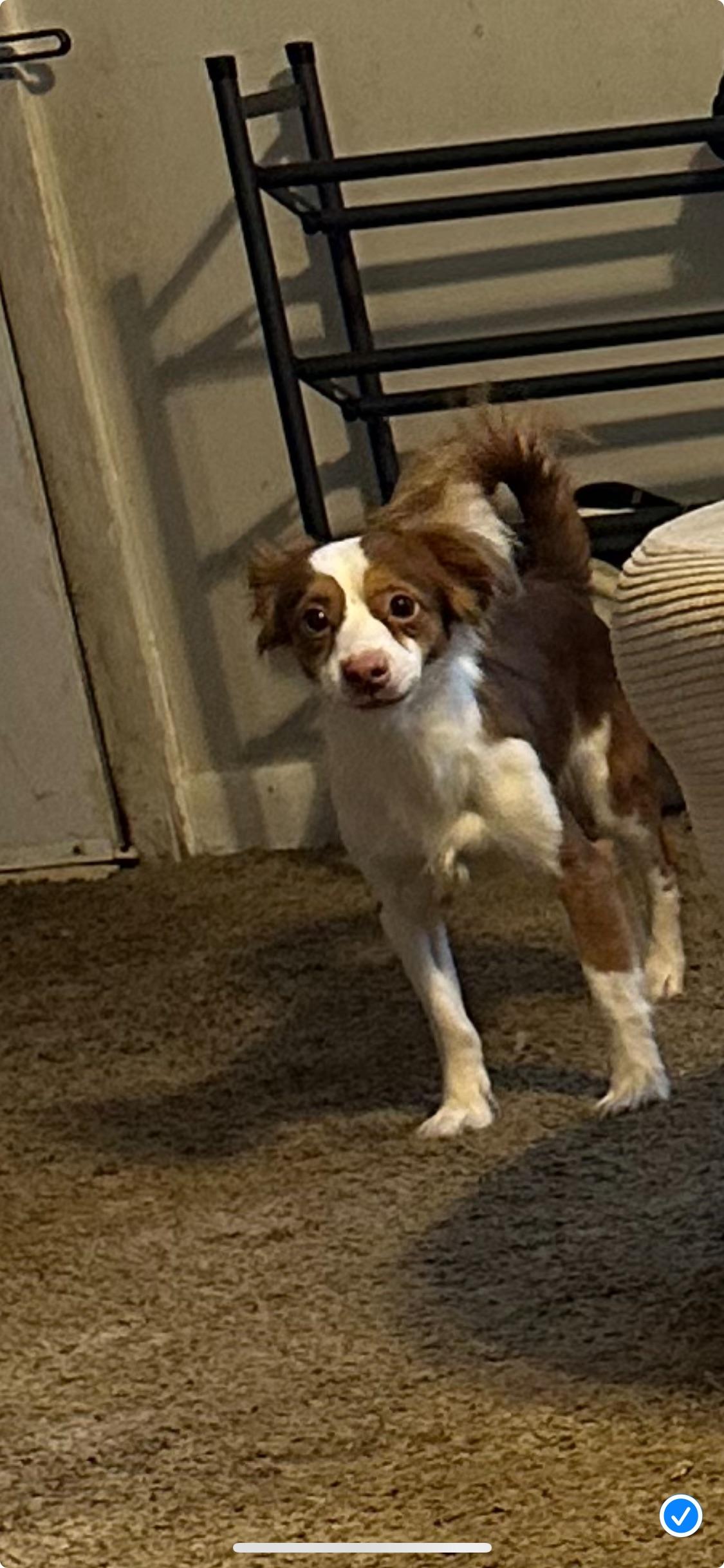 Bruno, a Adoptable Chiweenie in Oak Bluffs, MA image 2/2