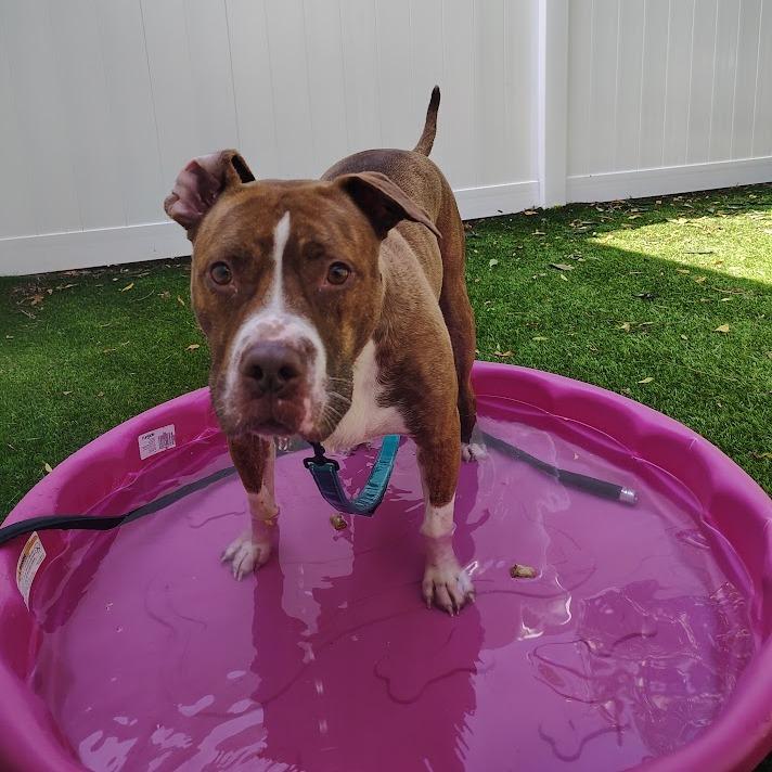 Azalea, Adoptable, Adult Female Mixed Breed.