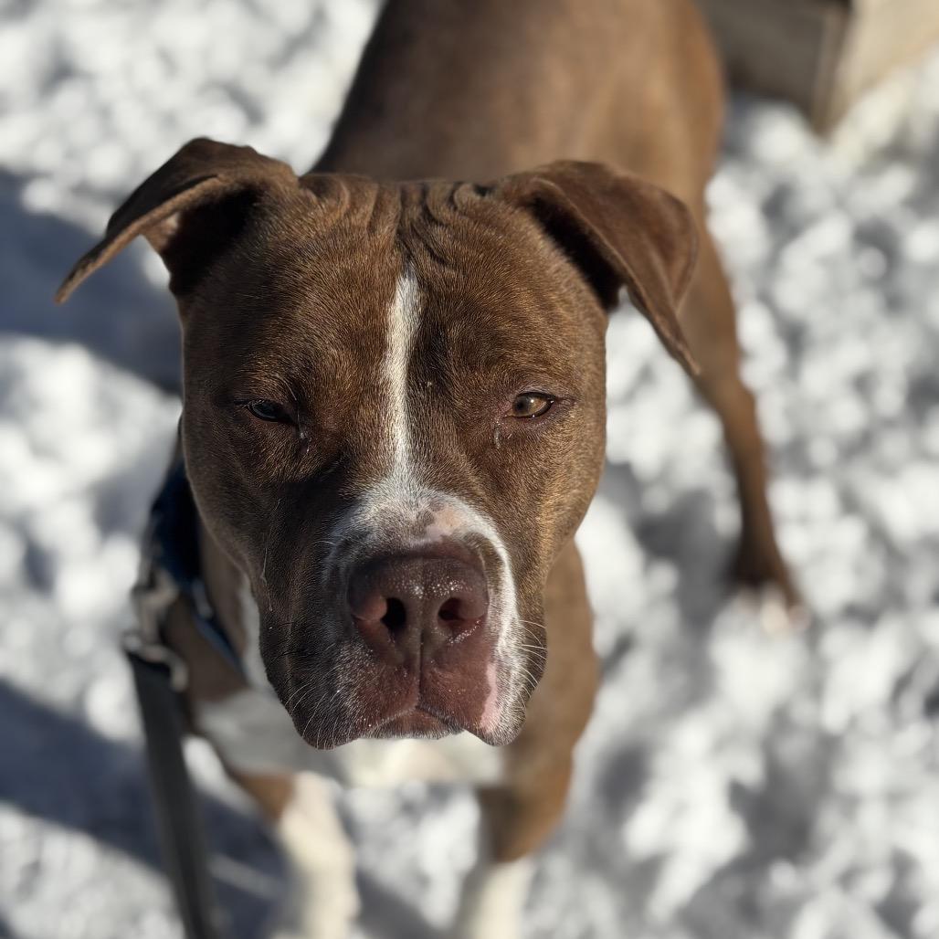 Enlarge Azalea, a Adoptable Mixed Breed in Oak Park, IL image 2/6