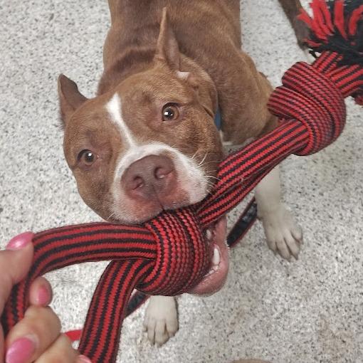 Enlarge Azalea, a Adoptable Mixed Breed in Oak Park, IL image 3/6