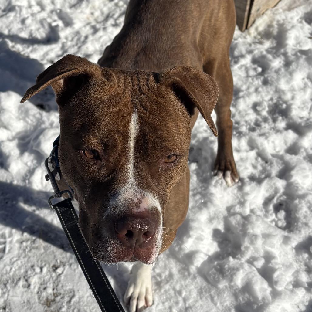 Enlarge Azalea, a Adoptable Mixed Breed in Oak Park, IL image 4/6