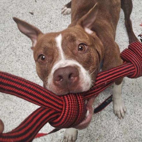 Enlarge Azalea, a Adoptable Mixed Breed in Oak Park, IL image 5/6