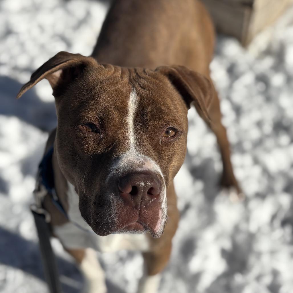Enlarge Azalea, a Adoptable Mixed Breed in Oak Park, IL image 6/6