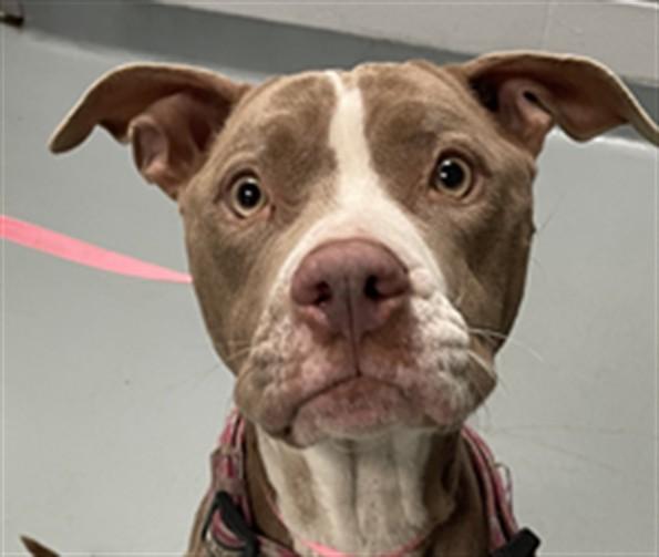 DUCHESS, Adoptable, Adult Female Pit Bull Terrier.