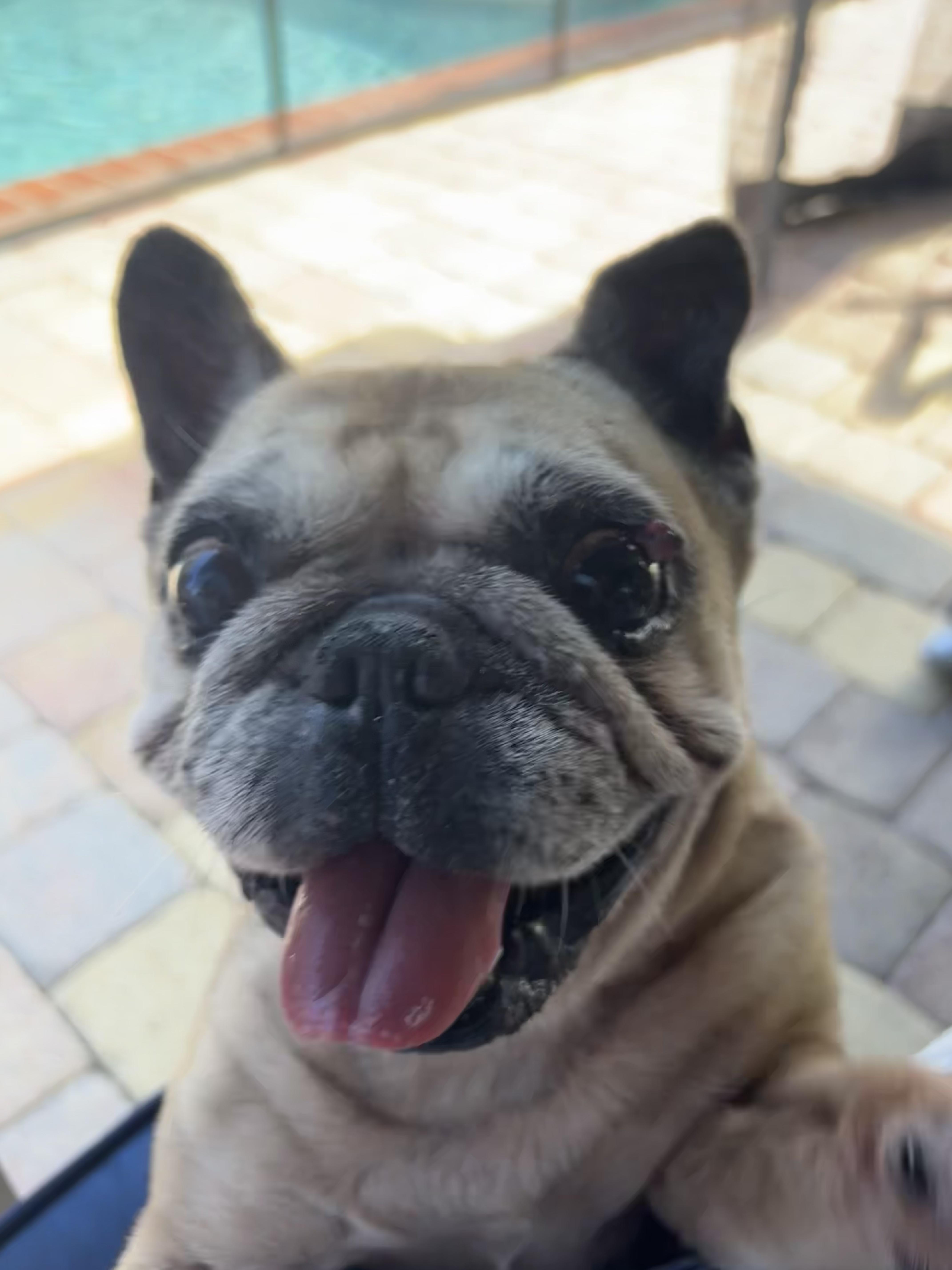 Nata, a ADOPTABLE French Bulldog in Cape Coral, FL image 3/4