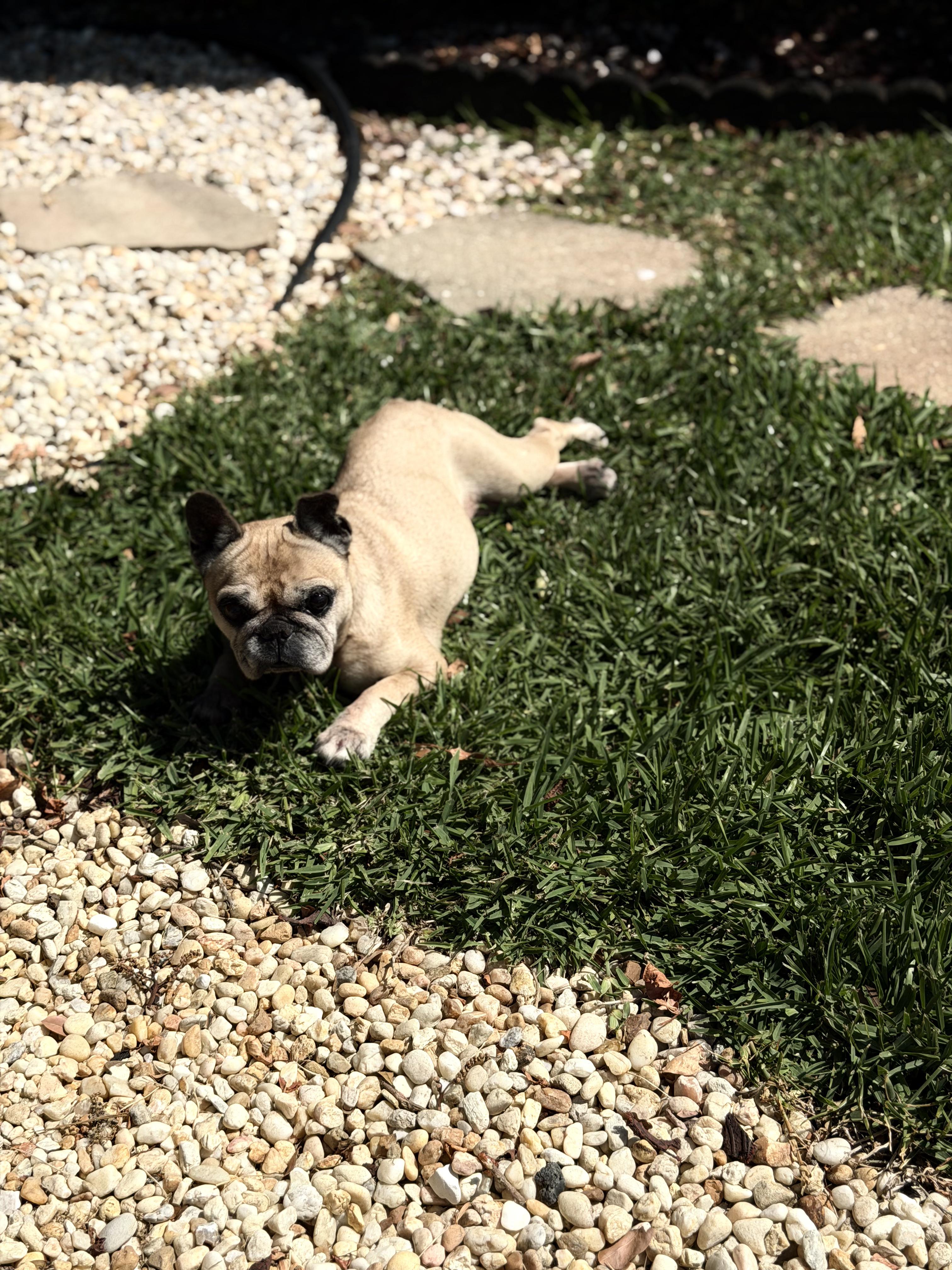 Nata, a ADOPTABLE French Bulldog in Cape Coral, FL image 1/4