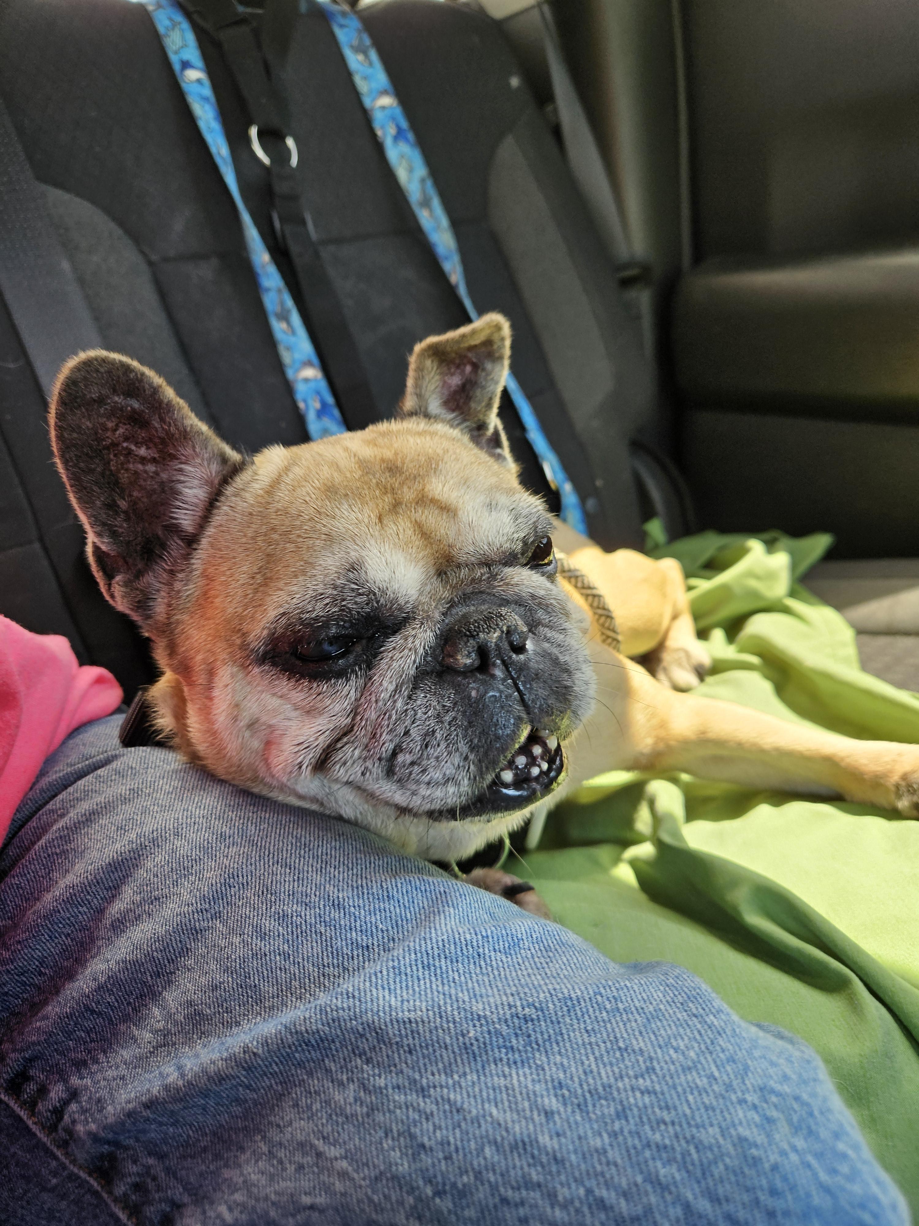 Nata, a ADOPTABLE French Bulldog in Cape Coral, FL image 2/4