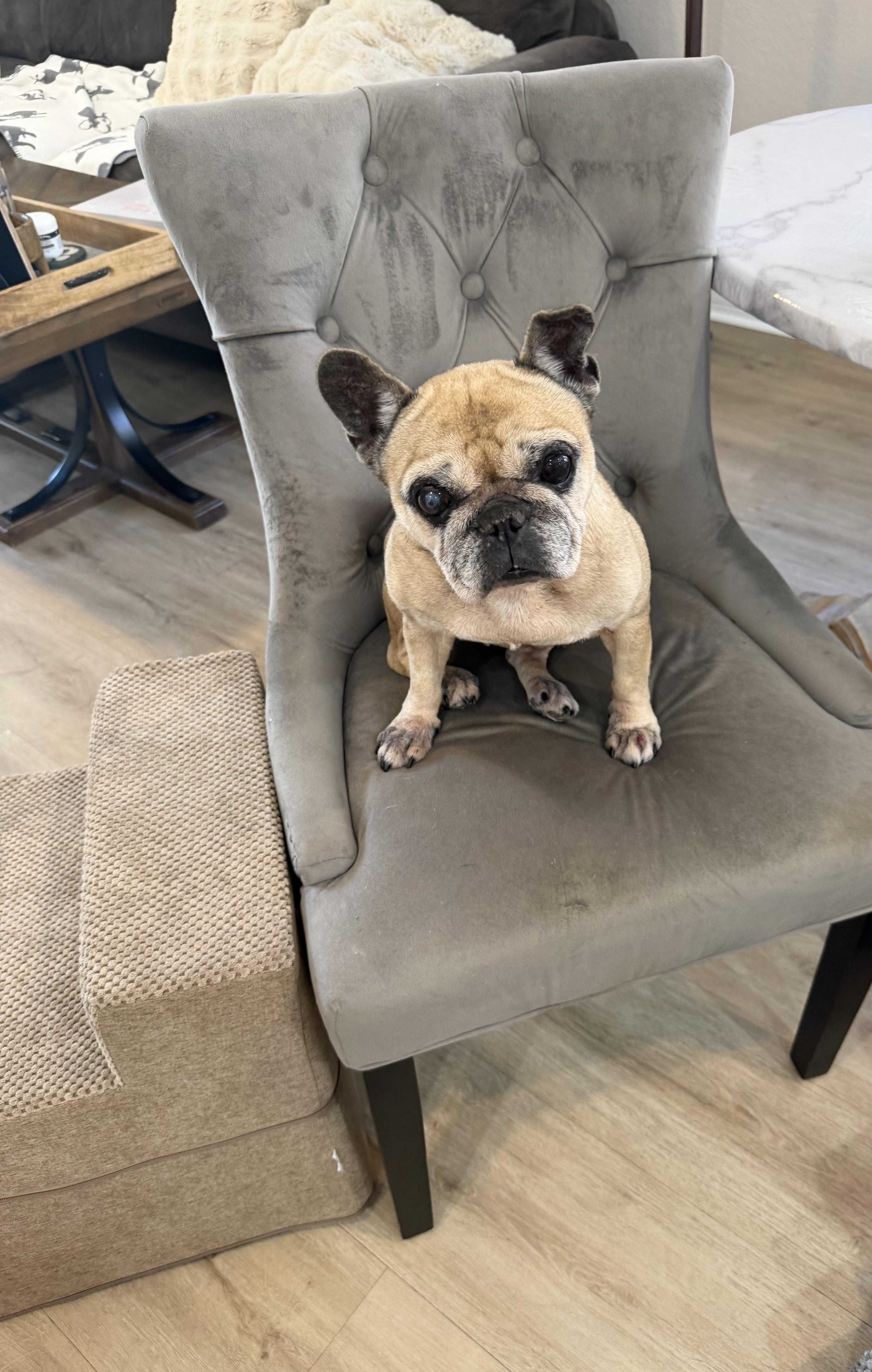 Nata, a ADOPTABLE French Bulldog in Cape Coral, FL image 4/4
