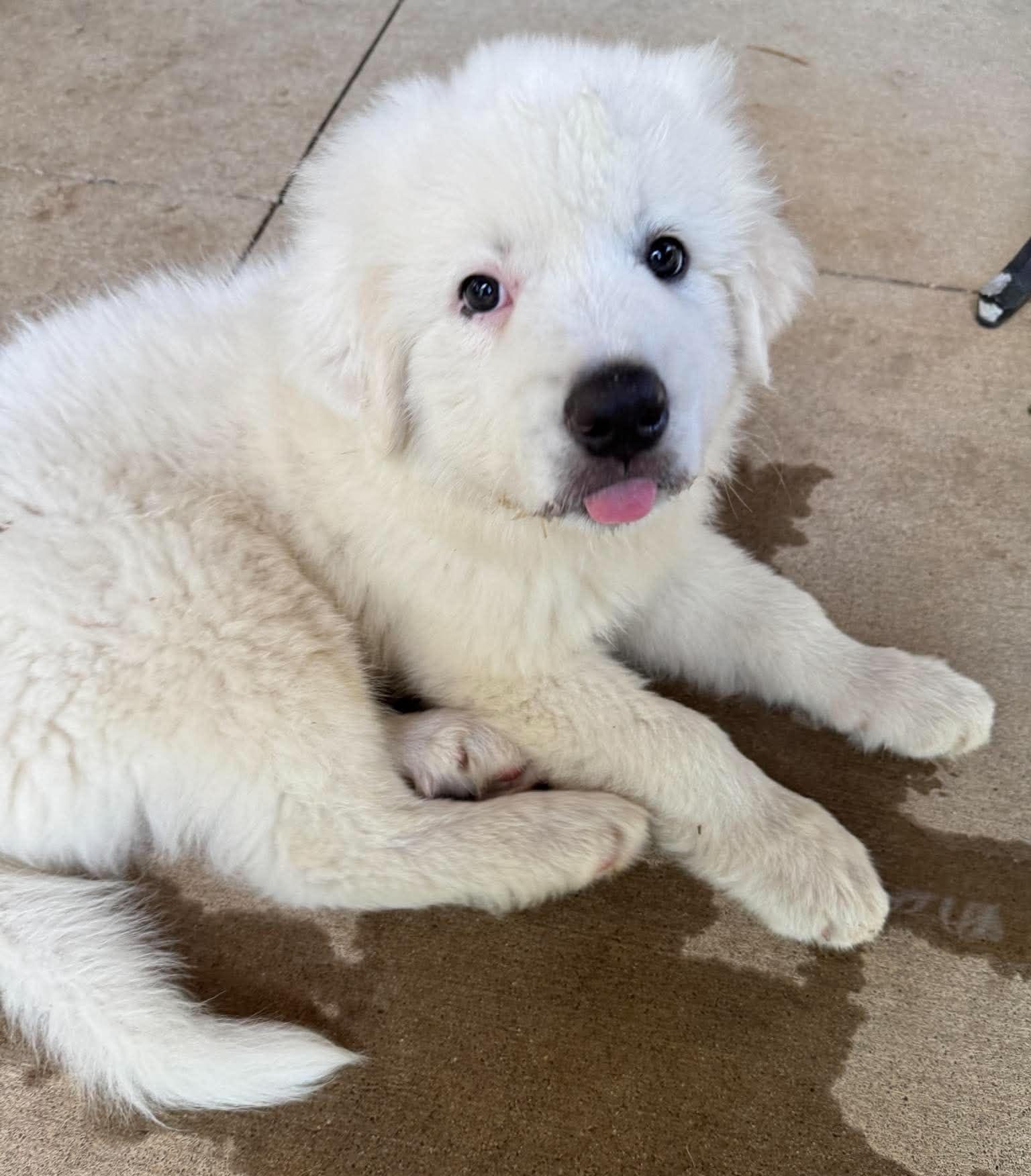 Needoh, a ADOPTABLE Great Pyrenees in Kiowa, OK image 6/6