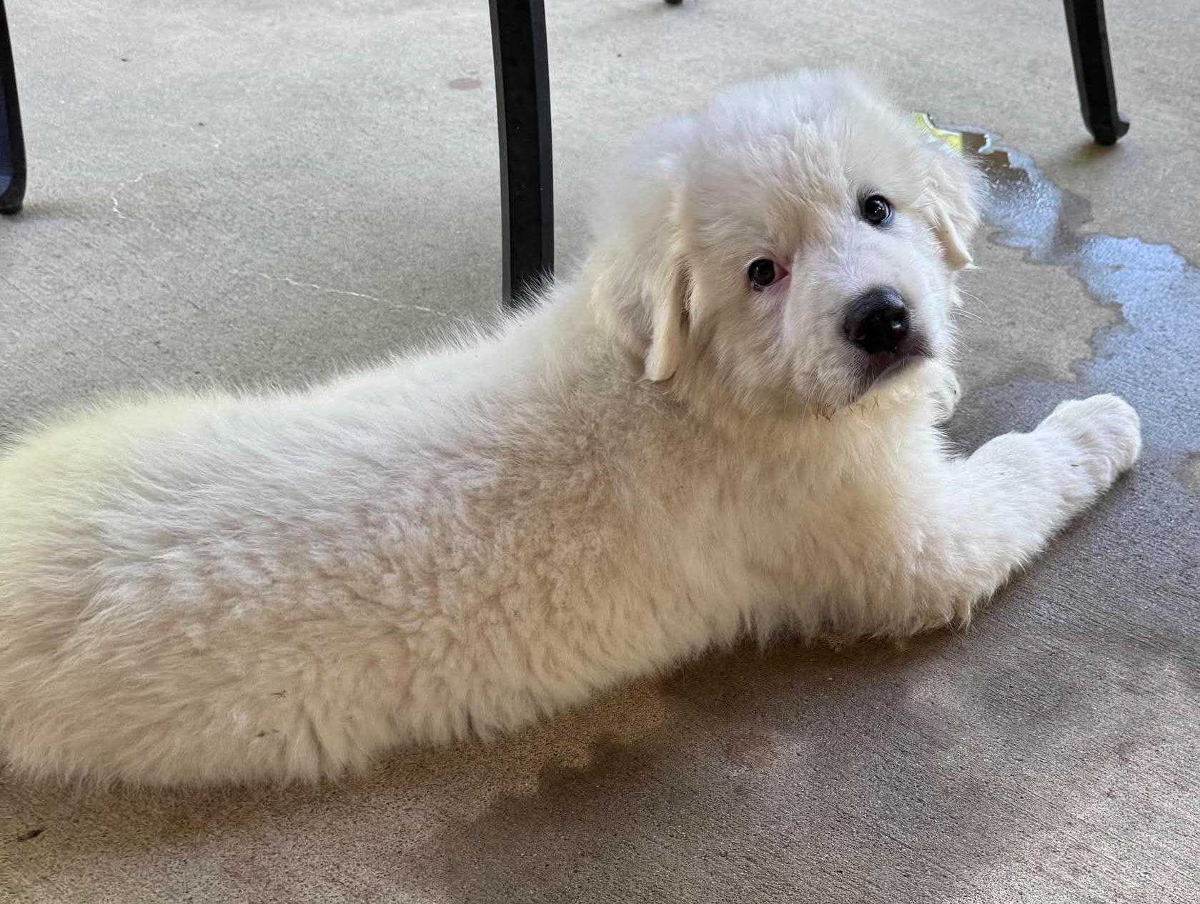 Needoh, a ADOPTABLE Great Pyrenees in Kiowa, OK image 5/6
