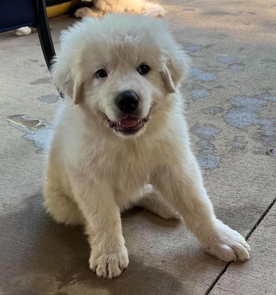 Needoh, a ADOPTABLE Great Pyrenees in Kiowa, OK image 2/6