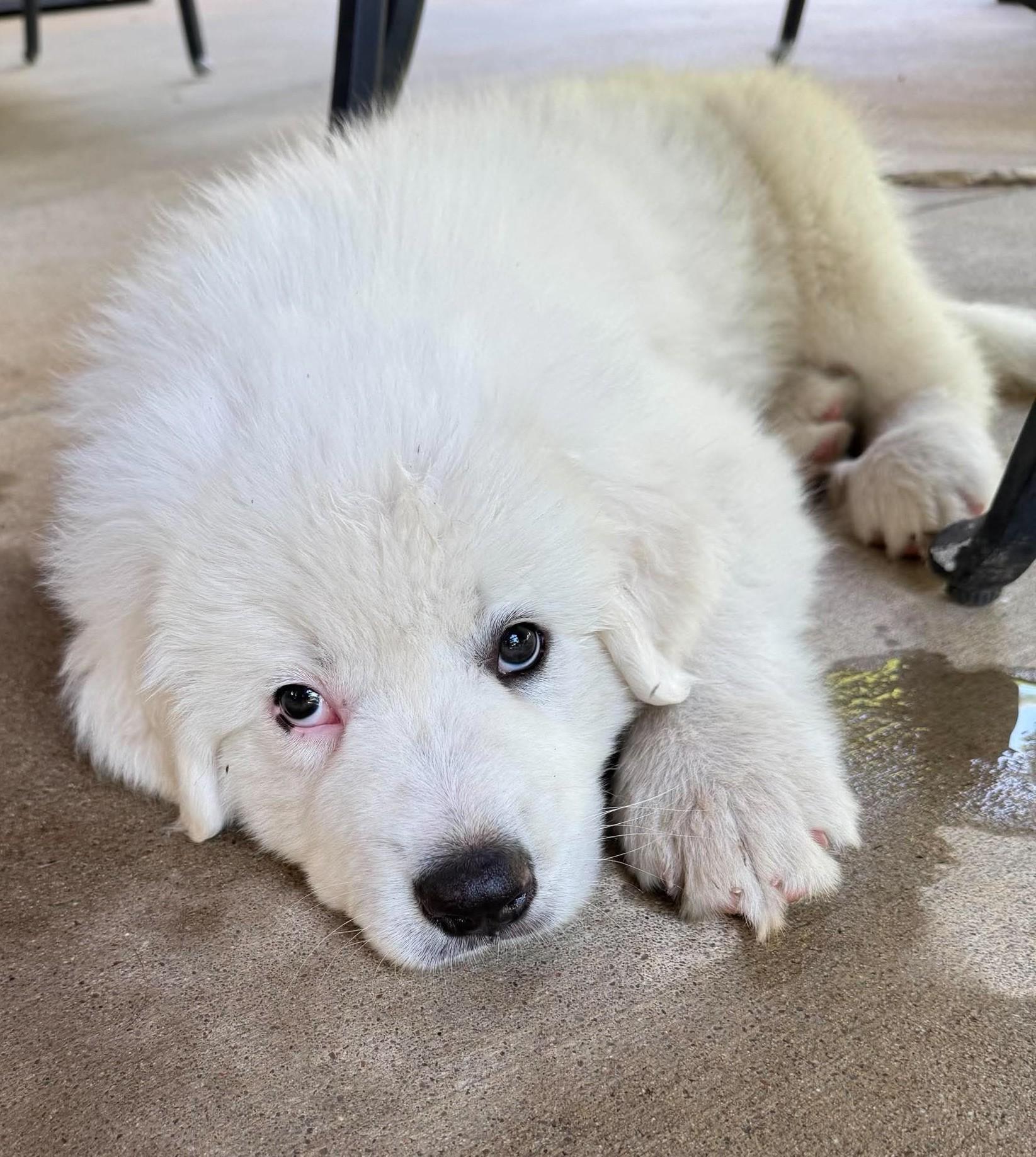 Needoh, a ADOPTABLE Great Pyrenees in Kiowa, OK image 4/6