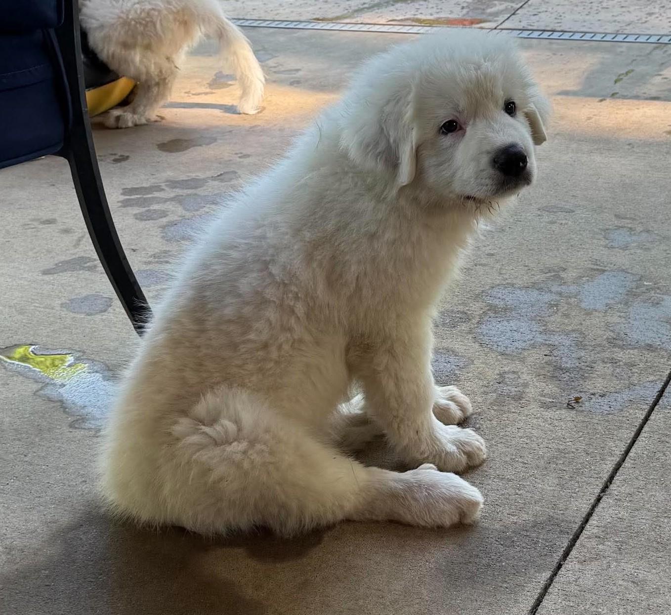 Needoh, a ADOPTABLE Great Pyrenees in Kiowa, OK image 3/6