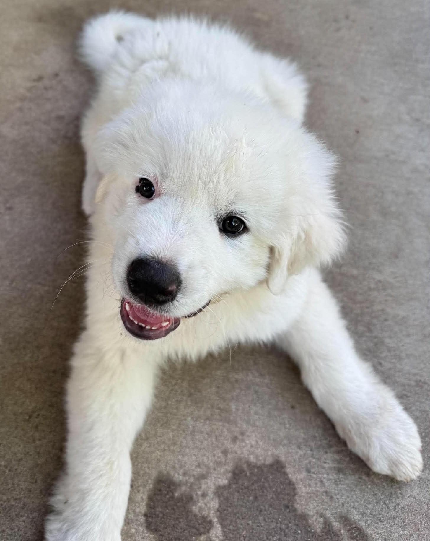 Needoh, ADOPTABLE, Puppy Male Great Pyrenees.