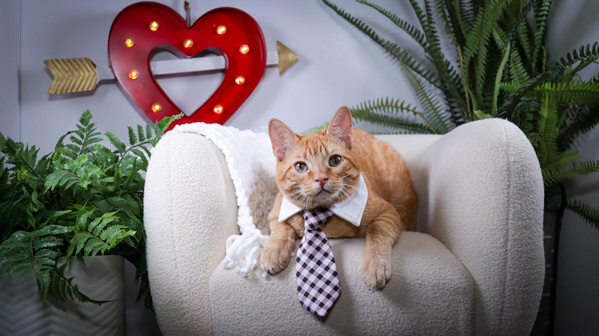 Enlarge Toast, an adopted mixed breed in Parker, TX image 4/4