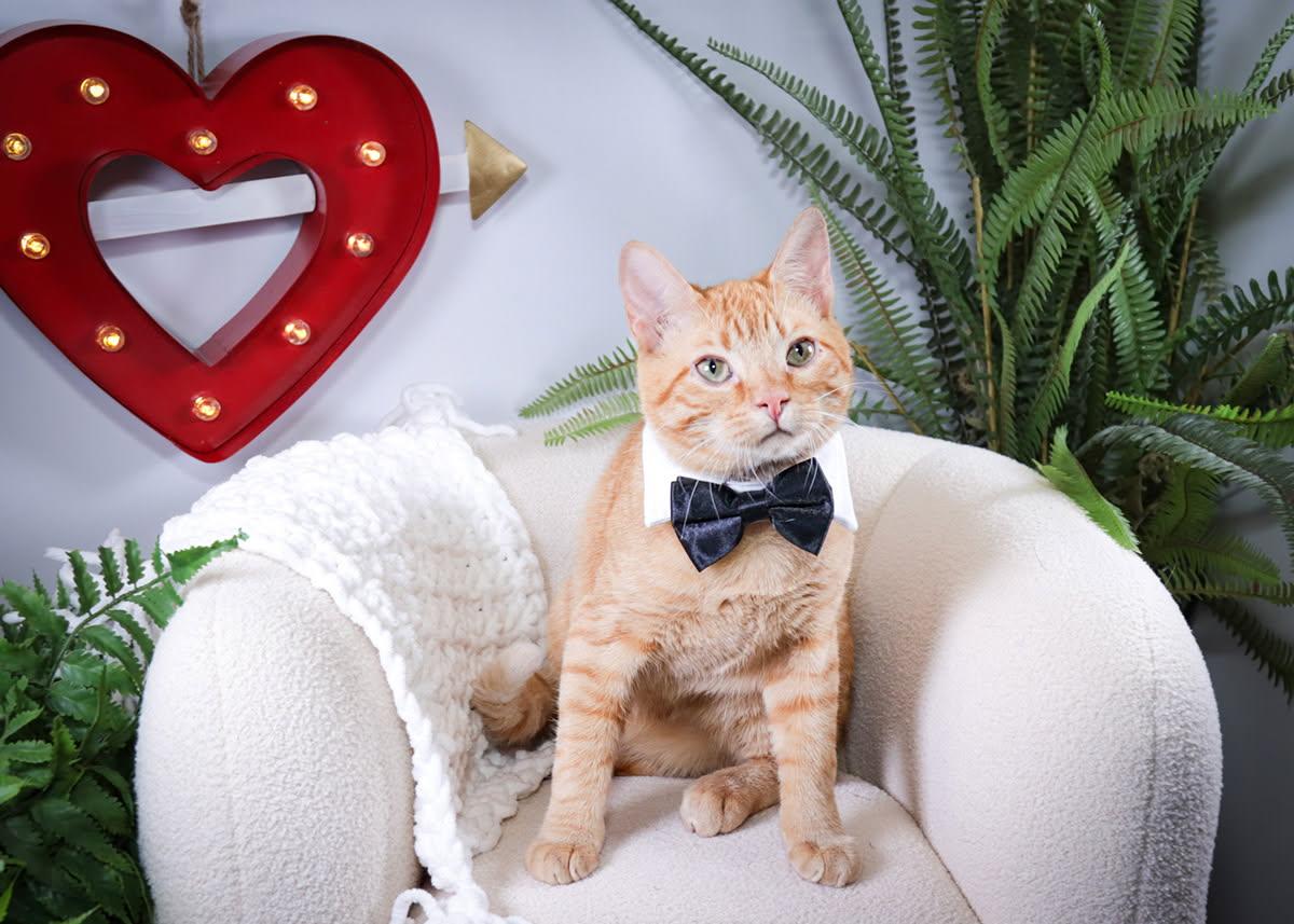 Toast, adopted, Kitten Male Tabby & Domestic Short Hair.