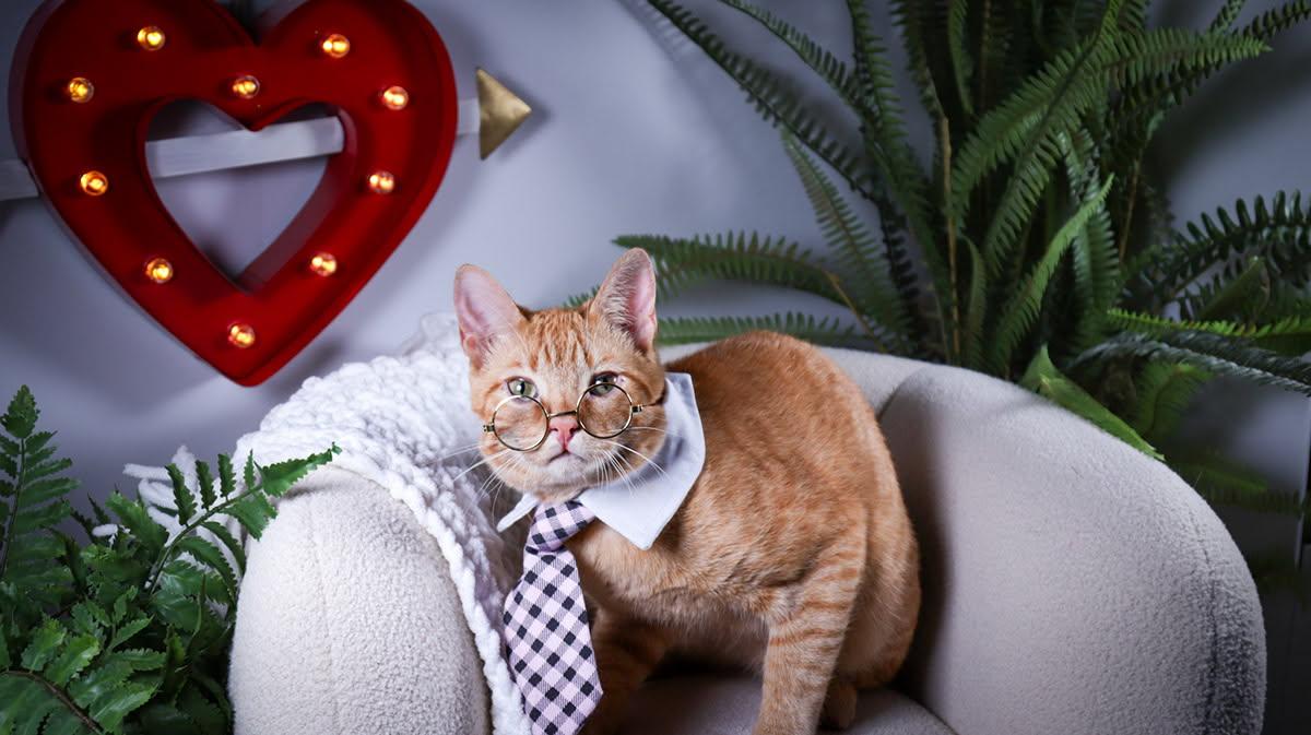 Enlarge Toast, an adopted mixed breed in Parker, TX image 3/4