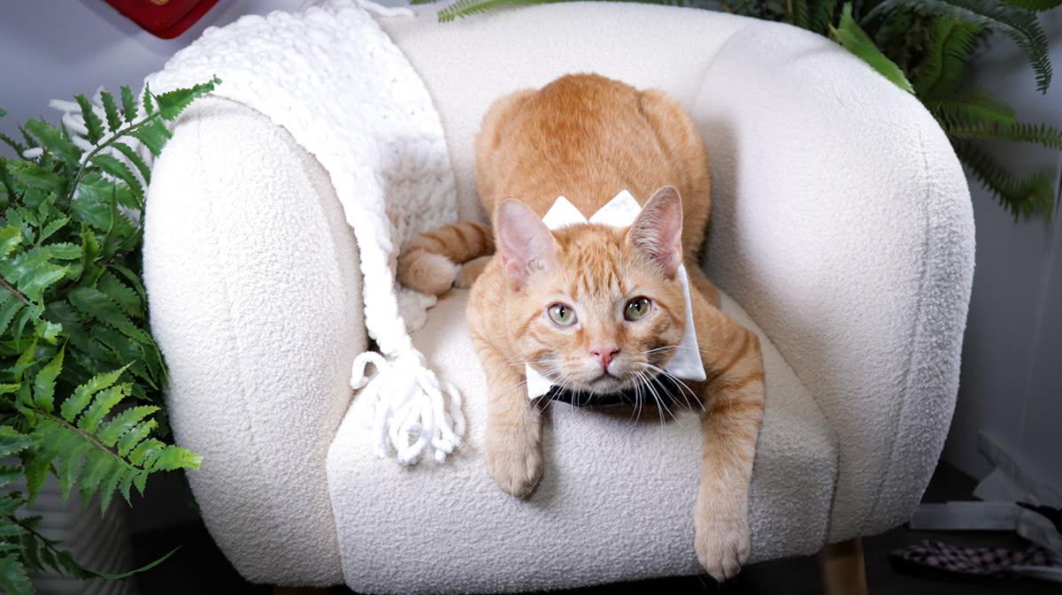 Enlarge Toast, an adopted mixed breed in Parker, TX image 2/4