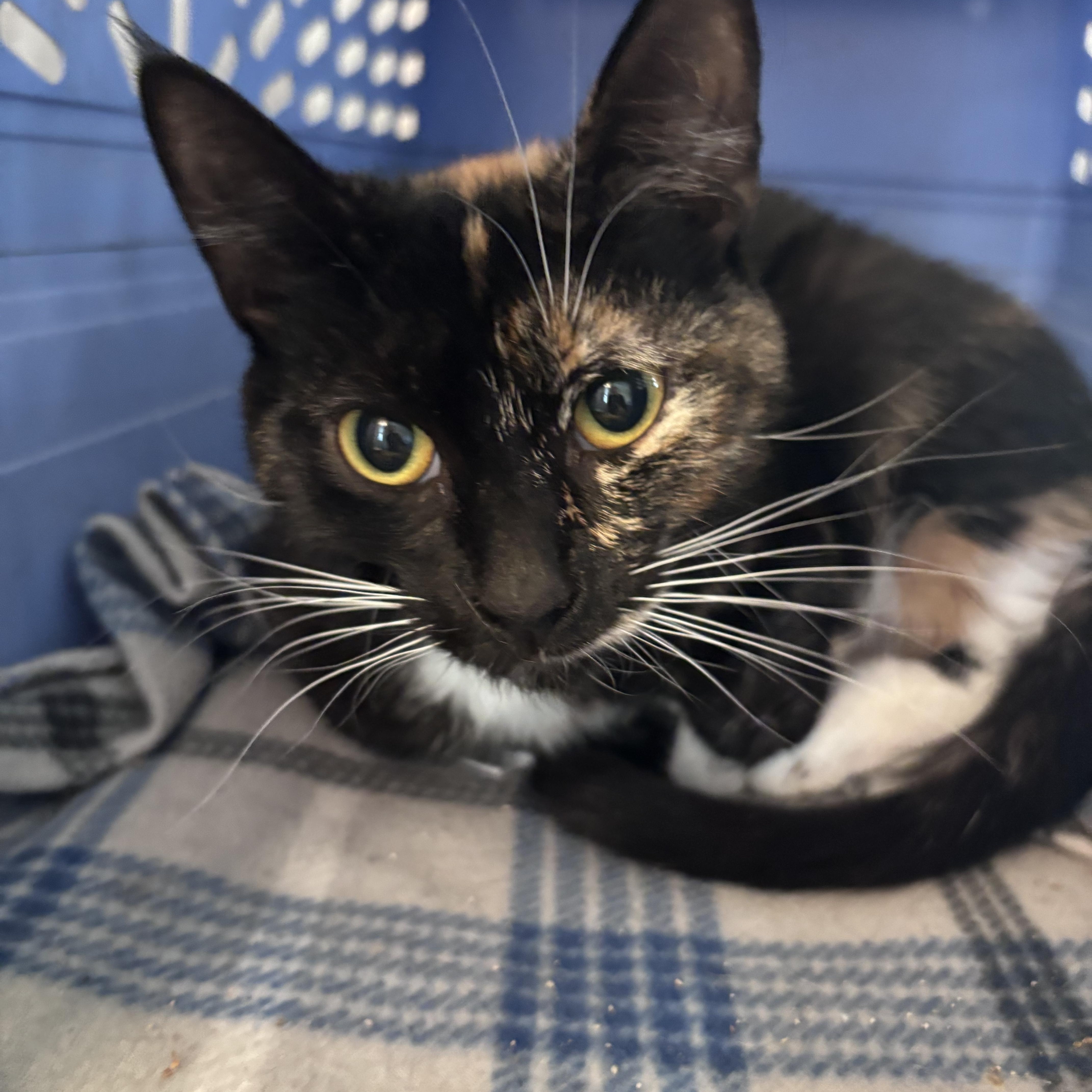 Rumor, Adopted, Young Female Domestic Short Hair.