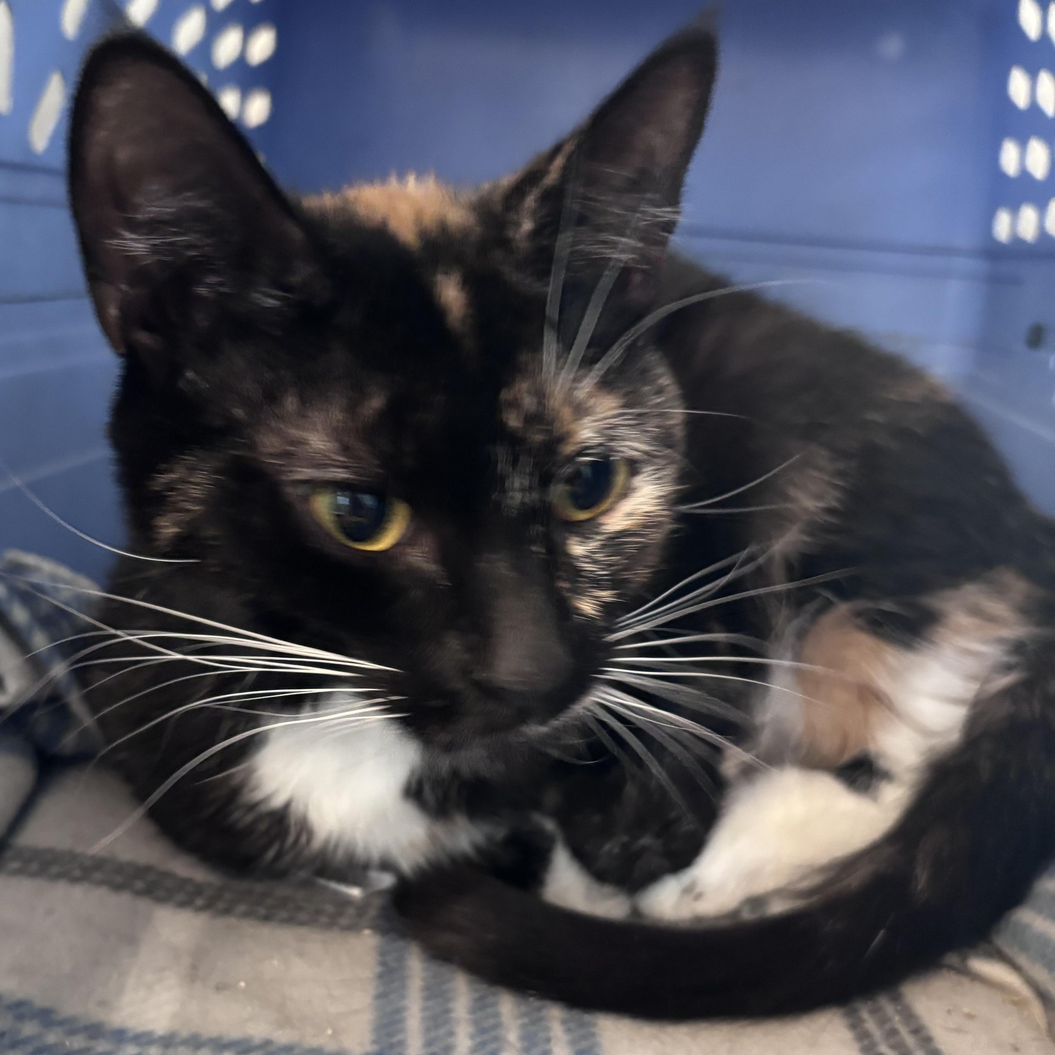 Enlarge Rumor, a Adopted Domestic Short Hair in Kirklin, IN image 3/4