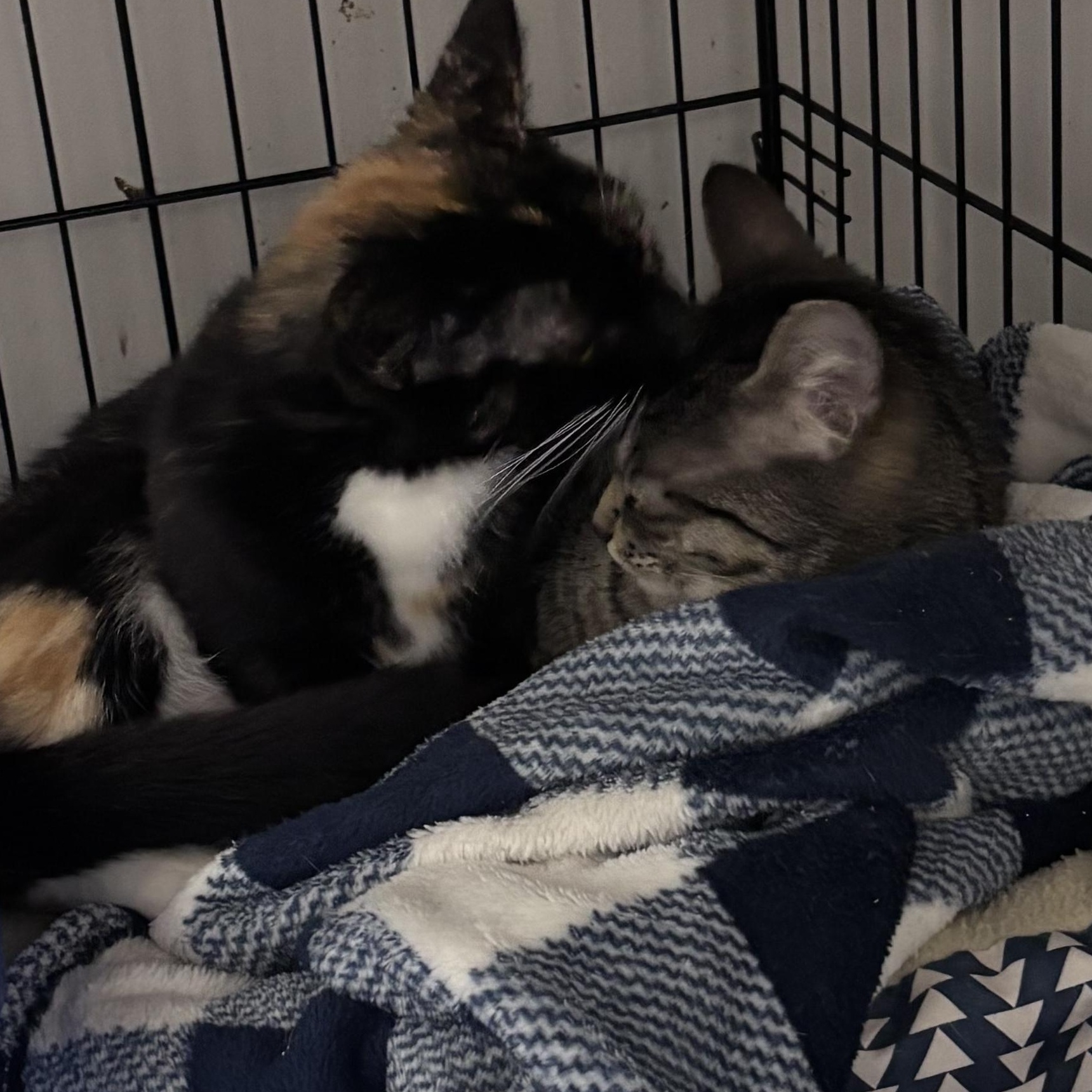 Enlarge Rumor, a Adopted Domestic Short Hair in Kirklin, IN image 2/4