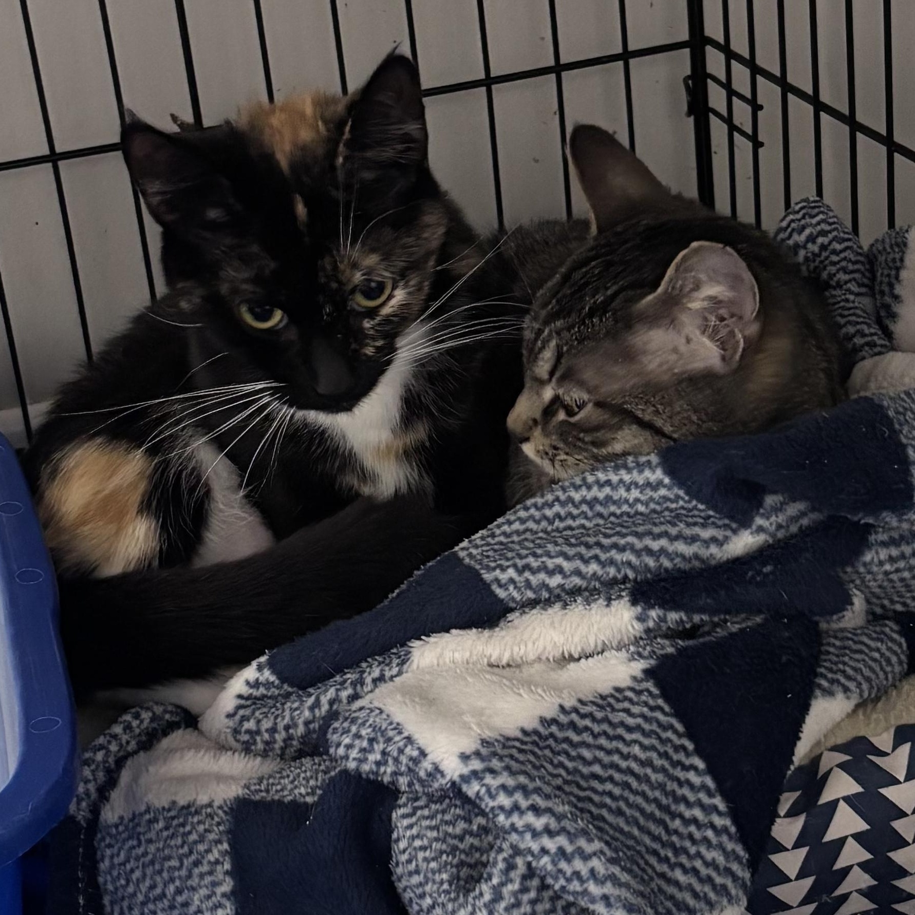 Enlarge Rumor, a Adopted Domestic Short Hair in Kirklin, IN image 4/4