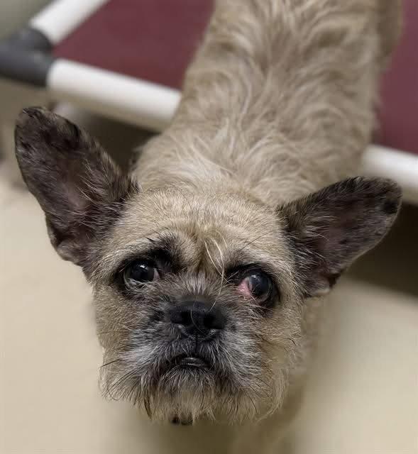 Moni, Adoptable, Young Female French Bulldog & Schnauzer.