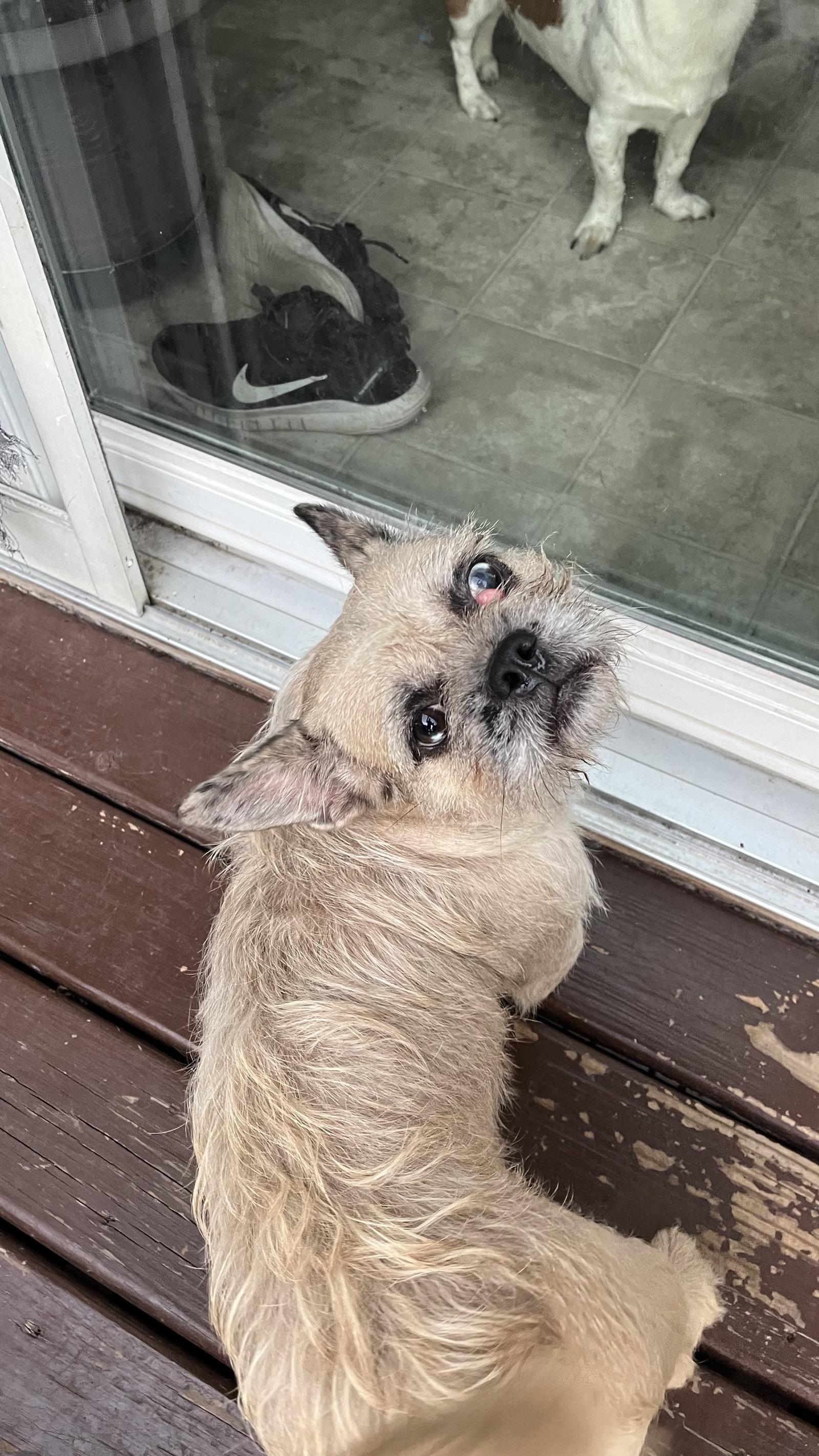 Enlarge Moni, a Adoptable mixed breed in New London, WI image 3/3