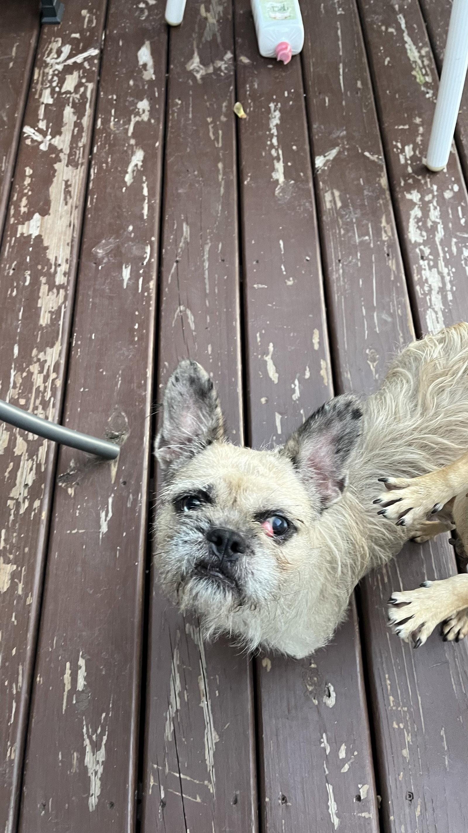 Enlarge Moni, a Adoptable mixed breed in New London, WI image 2/3
