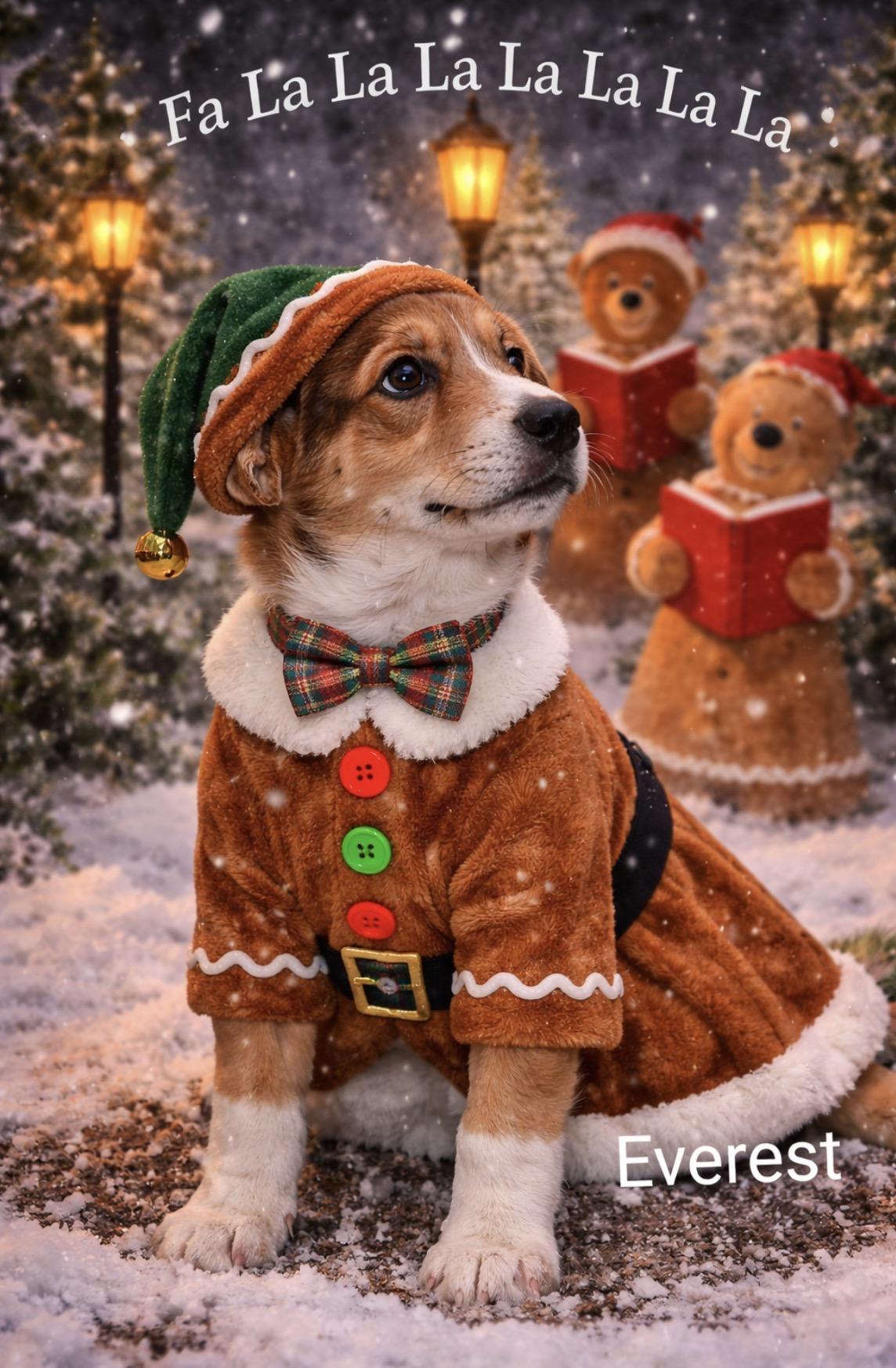 Enlarge Everest , a ADOPTABLE mixed breed in Spring hill, TN image 1/2