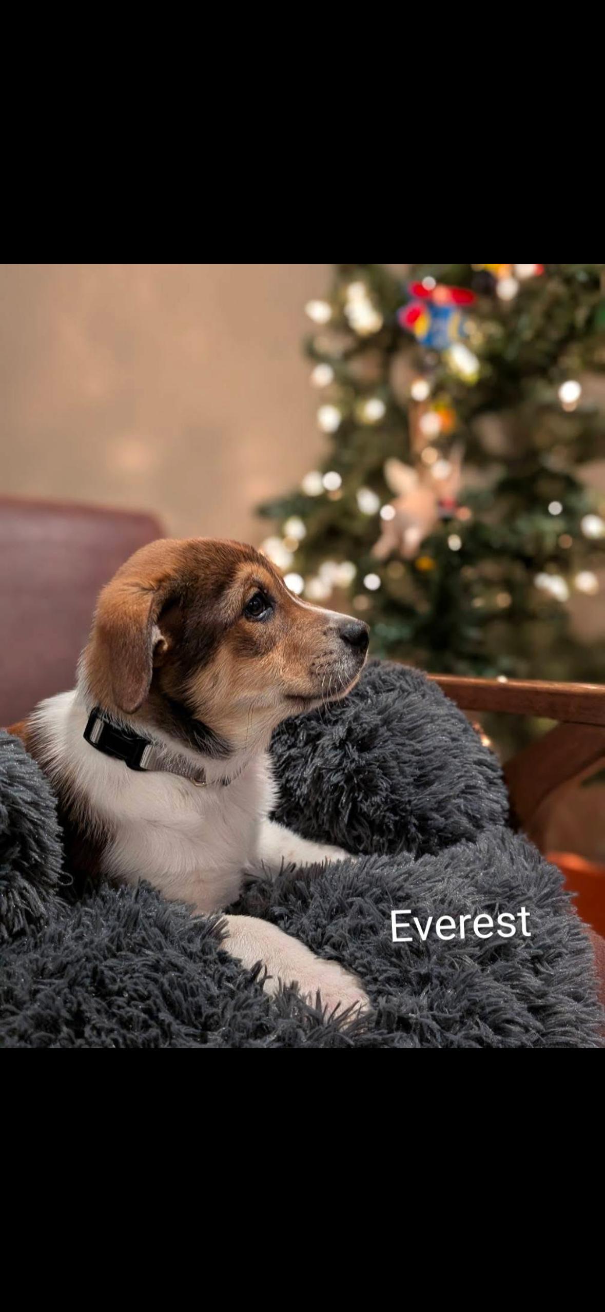 Enlarge Everest , a ADOPTABLE mixed breed in Spring hill, TN image 2/2