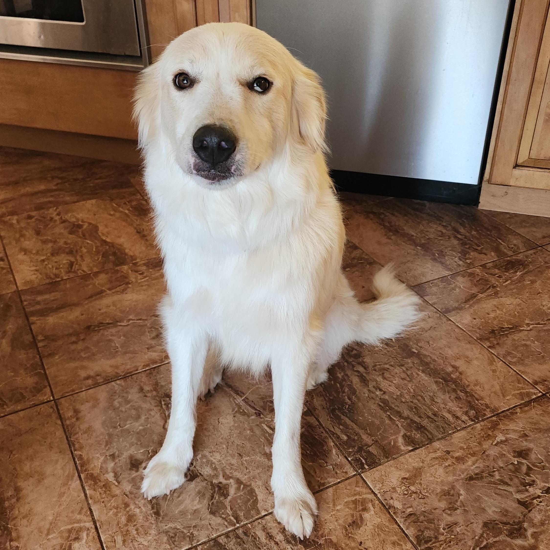 Jessica, Adoptable, Adult Female Great Pyrenees & Golden Retriever.