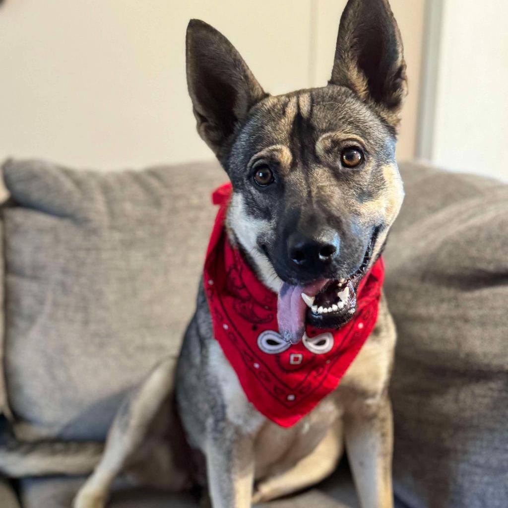 Sadie, Adoptable, Young Female German Shepherd Dog & Mixed Breed.