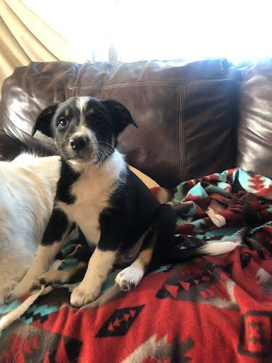 Enlarge Sassy, a Adoptable mixed breed in Winter Park, CO image 2/2