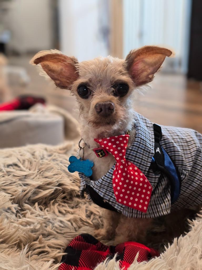 Lil Man(Gary Cooper), Adoptable, Senior Male Yorkshire Terrier.