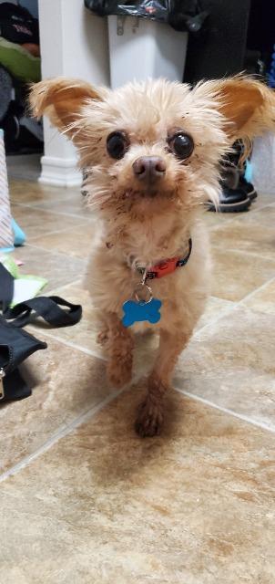 Enlarge Lil Man(Gary Cooper), a Adoptable mixed breed in El Cajon, CA image 4/6