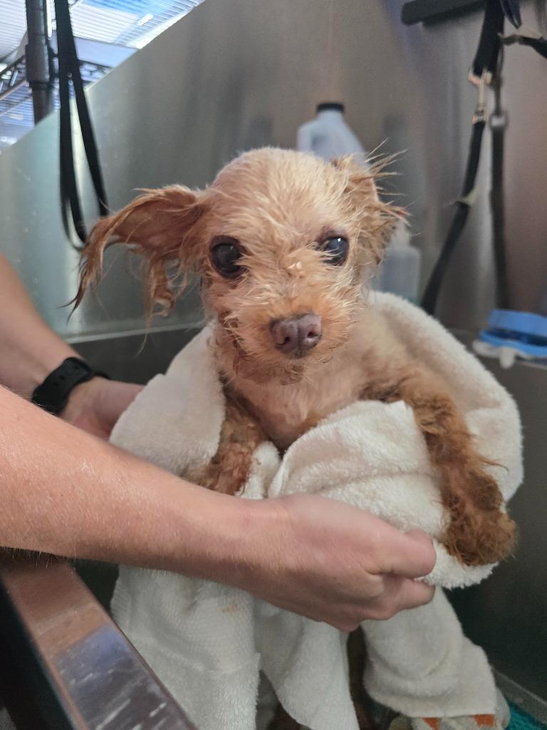 Enlarge Lil Man(Gary Cooper), a Adoptable mixed breed in El Cajon, CA image 5/6